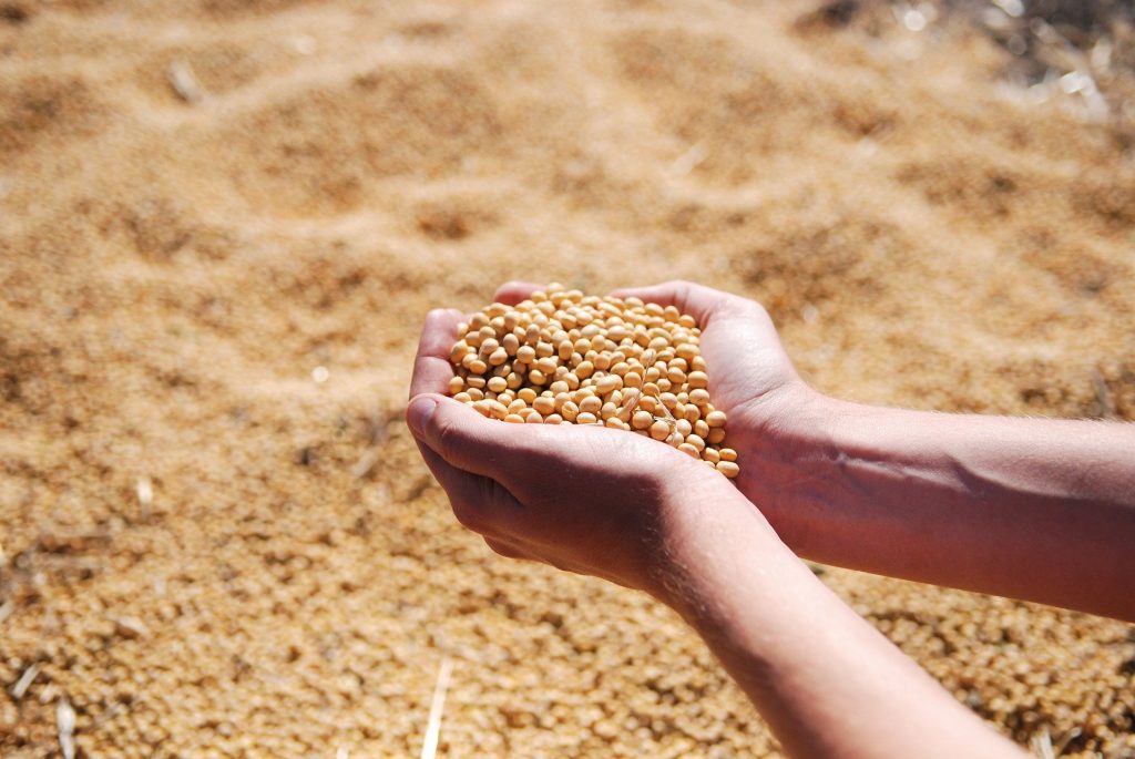 Soja representando alimentos variados