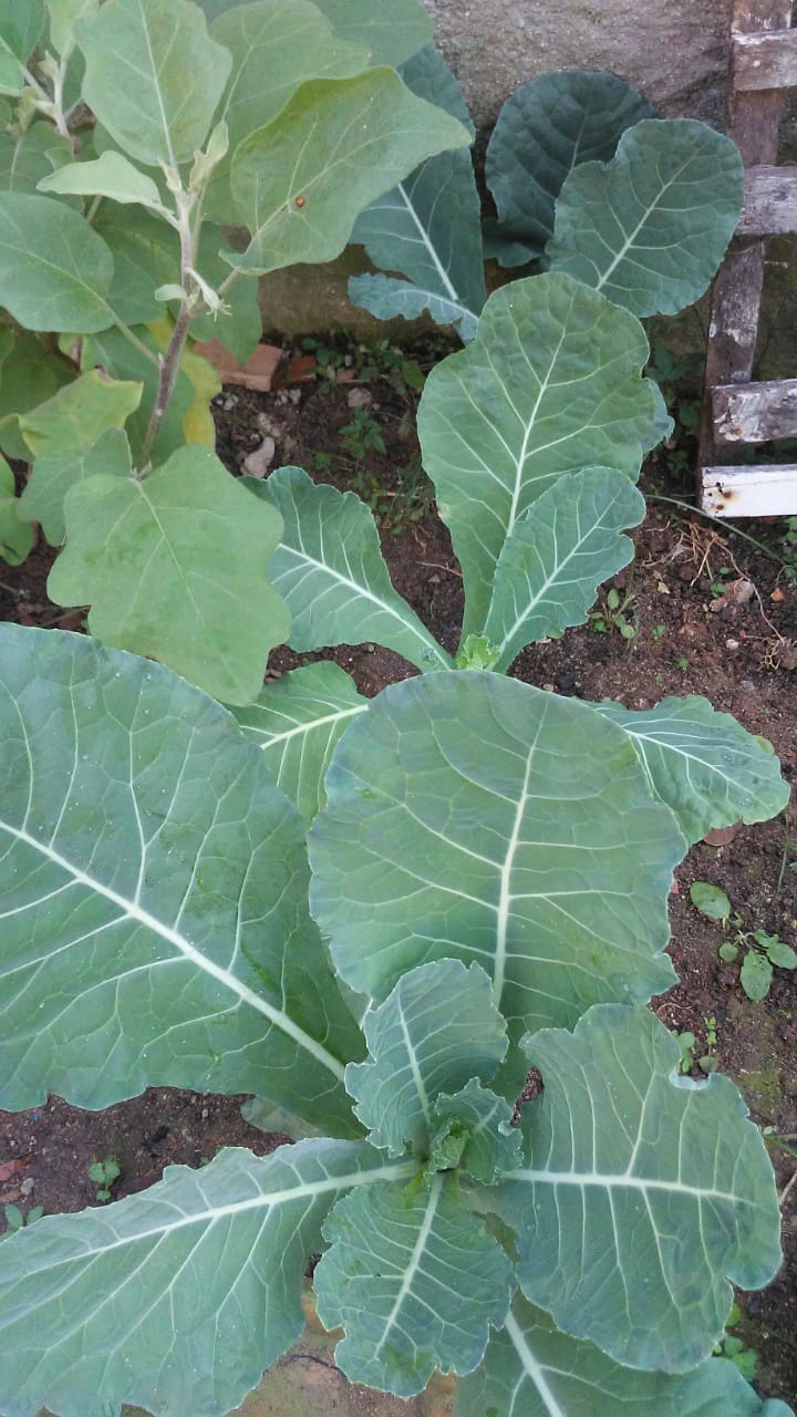 Couve representando alimentos cultivados