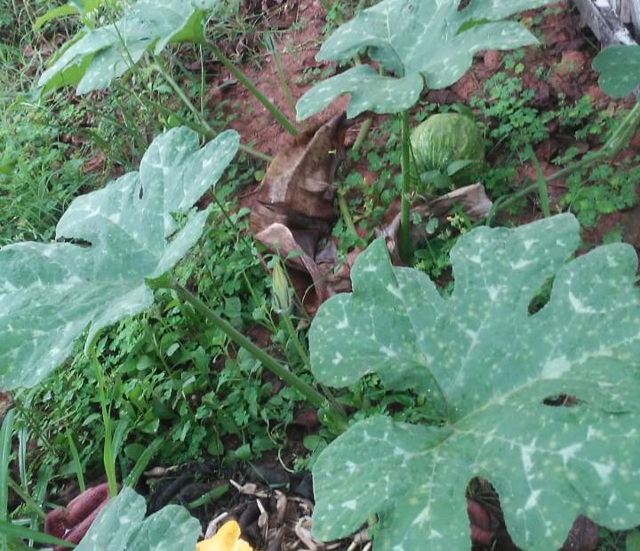 Pé de abóbora representando alimentos cultivados