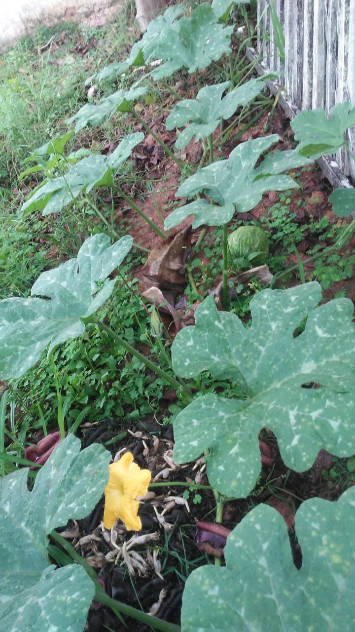 Pé de abóbora representando alimentos cultivados