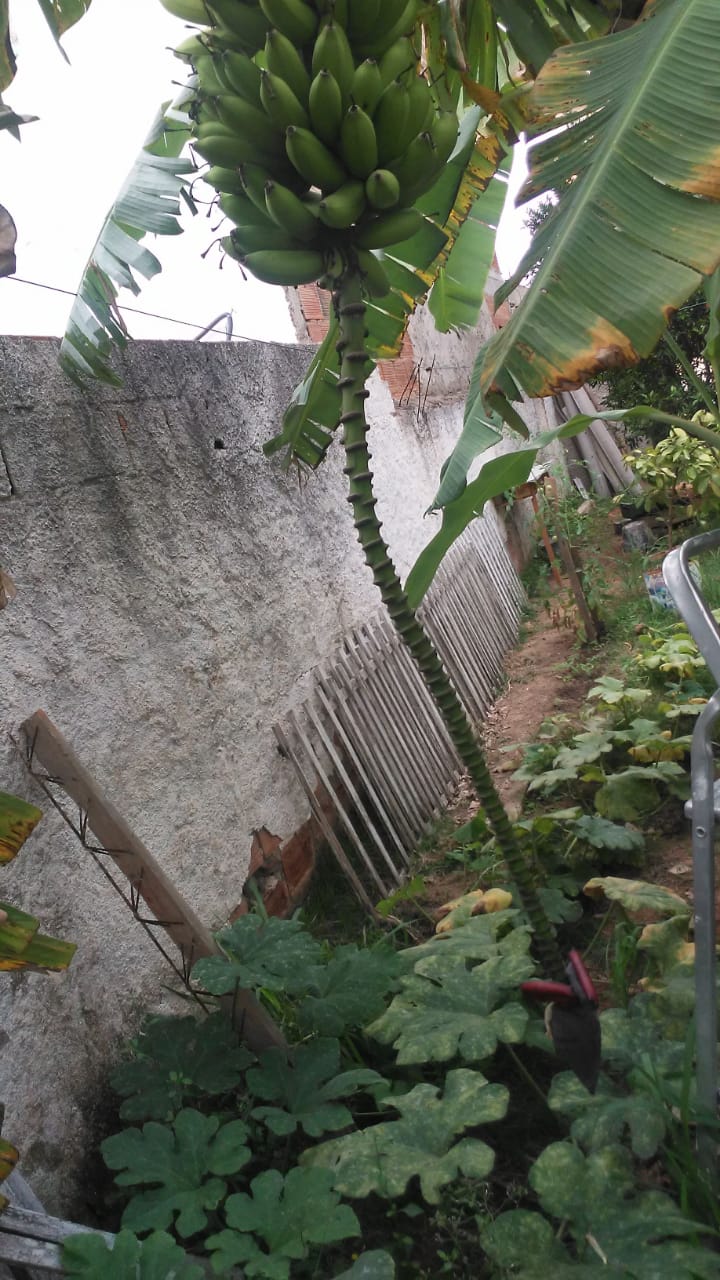 Bananeira representando alimentos sendo cultivados