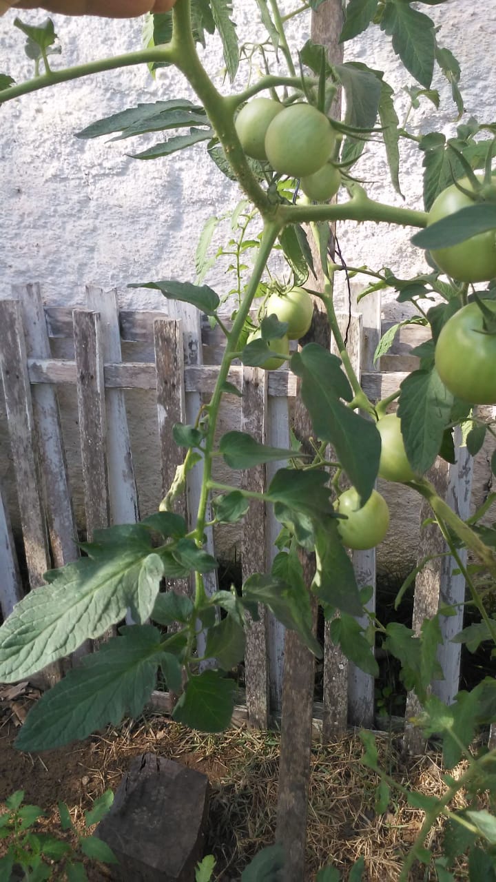 Pé de tomate representado alimentos cultivados