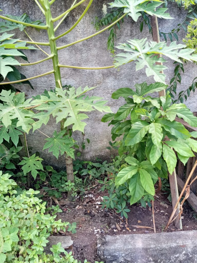 Plantação e compostagem